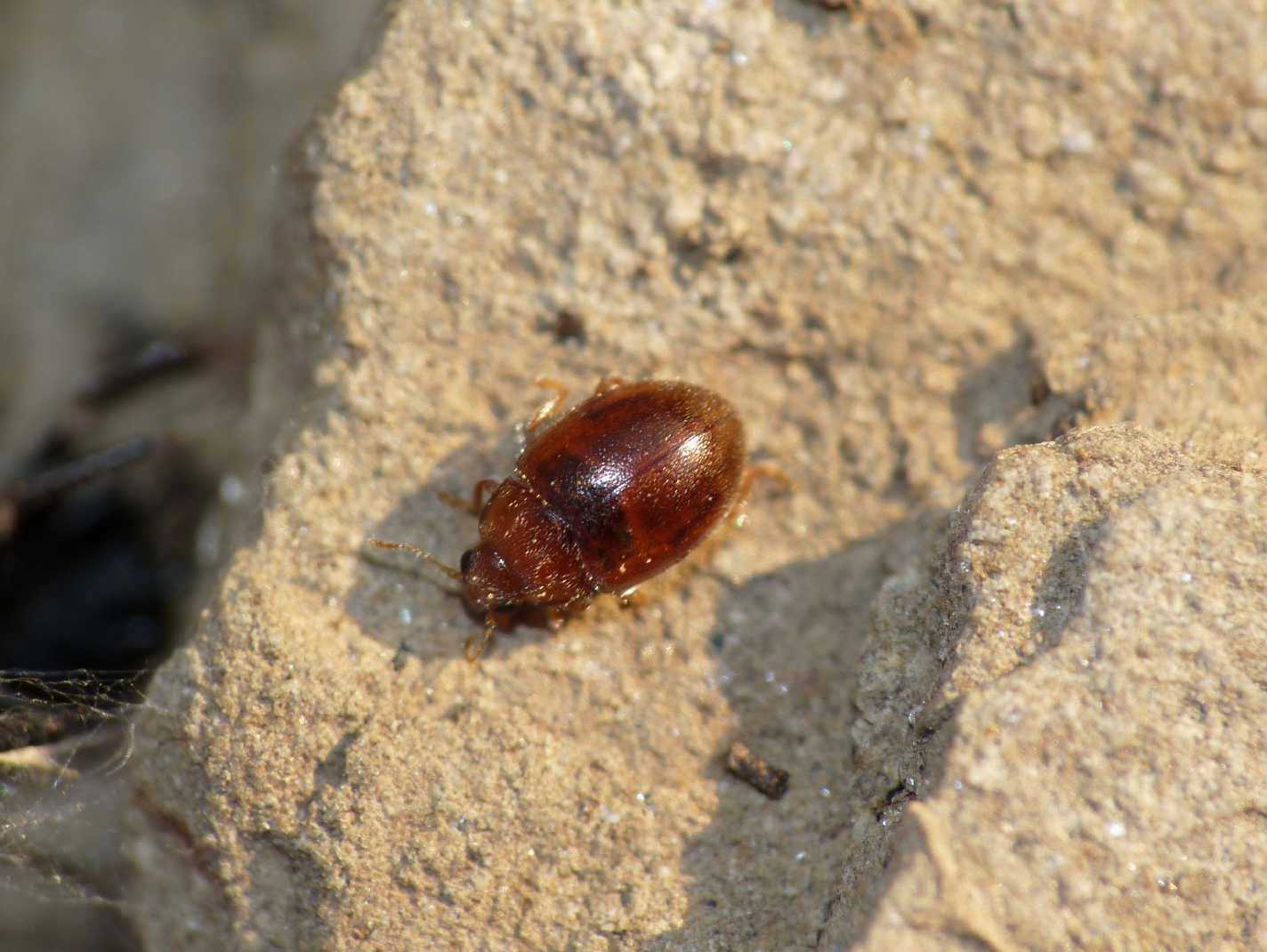 Rhyzobius sp. (Coccinellidae)